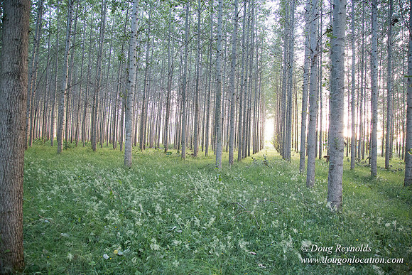 LCG & GWG Tree Farm