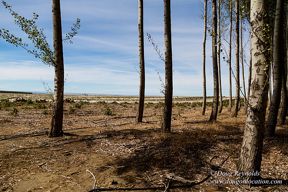 Tree Farm
