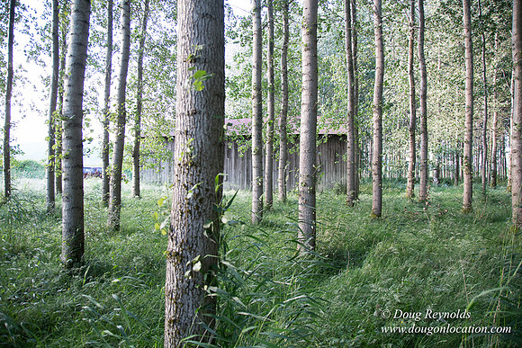 LCG & GWG Tree Farm