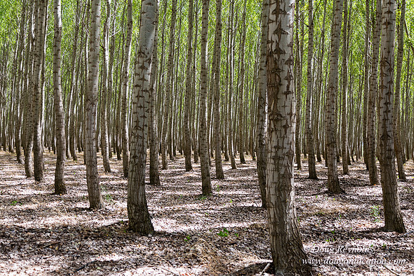 Tree Farm