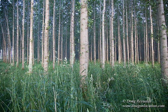 LCG & GWG Tree Farm