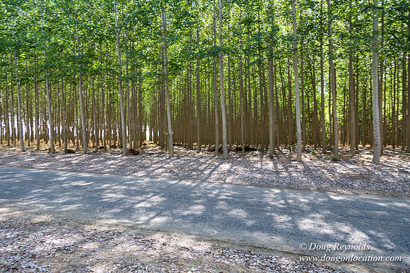 Tree Farm