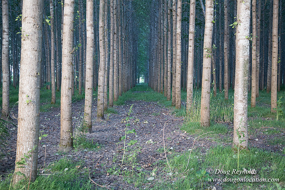 LCG & GWG Tree Farm