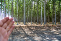 Tree Farm