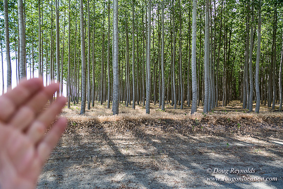 Tree Farm