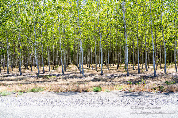 Tree Farm