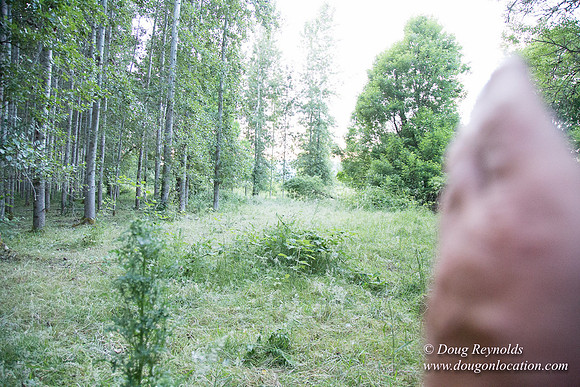LCG & GWG Tree Farm