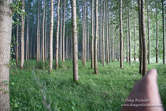 LCG & GWG Tree Farm