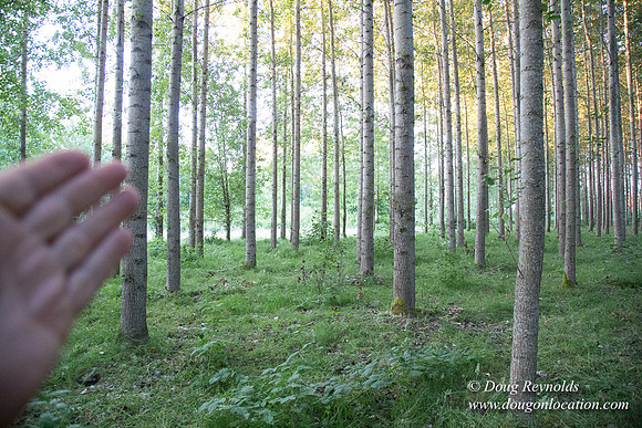 LCG & GWG Tree Farm