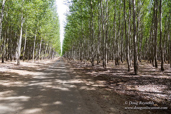 Tree Farm