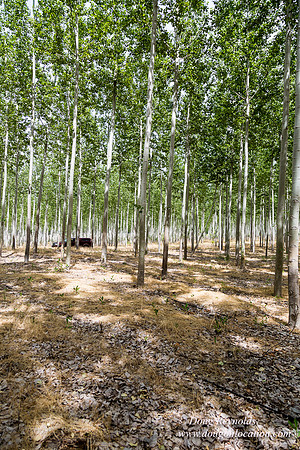 Tree Farm