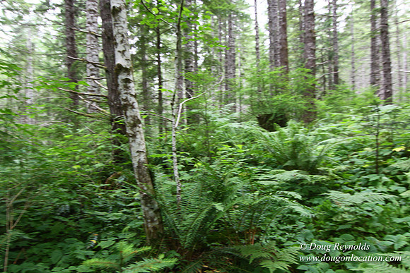 Tree & Forested locations