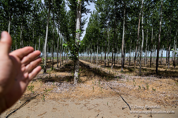Tree Farm