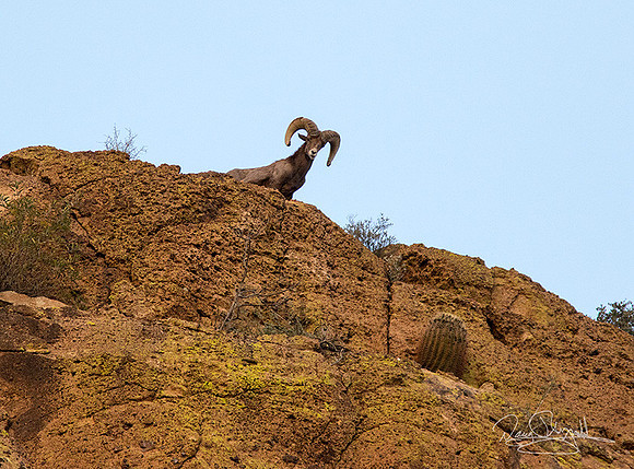 Big Hornrd Sheep Ram