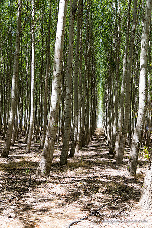Tree Farm