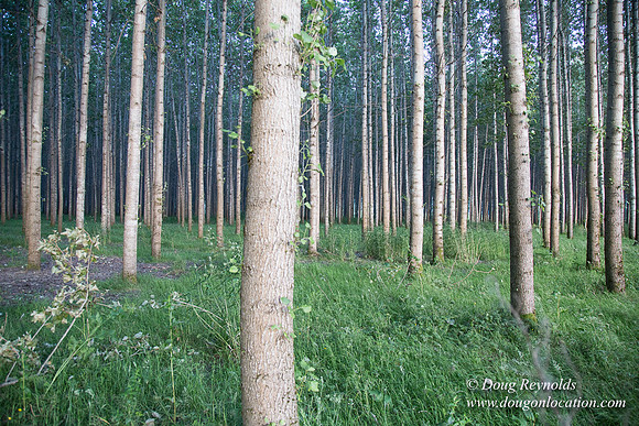 LCG & GWG Tree Farm