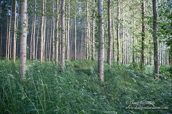 LCG & GWG Tree Farm