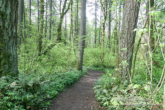 Tryon State Park