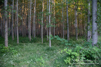 LCG & GWG Tree Farm