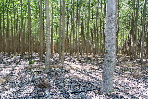 Tree Farm