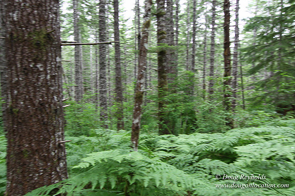 Tree & Forested locations