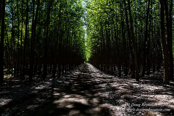 Tree Farm