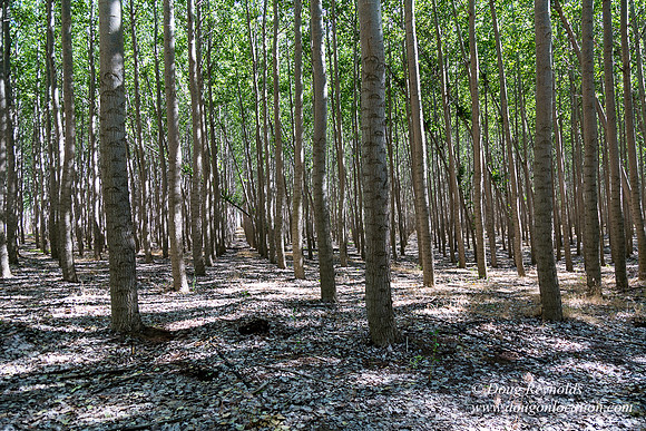 Tree Farm