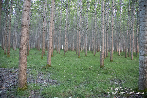 LCG & GWG Tree Farm