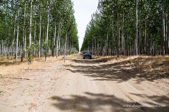 Tree Farm