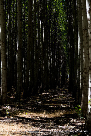 Tree Farm