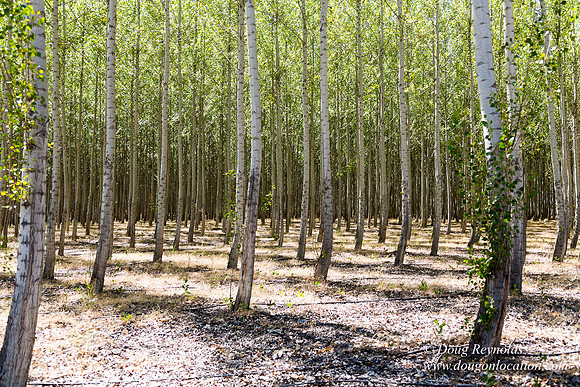 Tree Farm