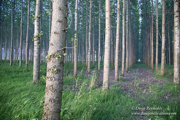 LCG & GWG Tree Farm