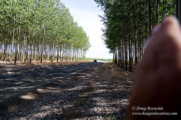 Tree Farm