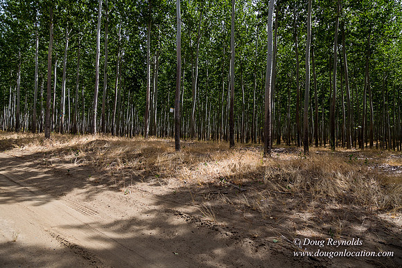 Tree Farm