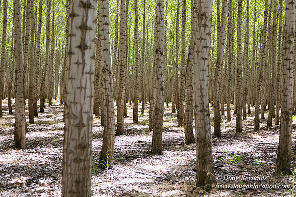Tree Farm