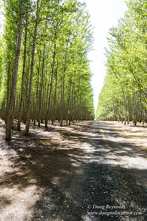 Tree Farm