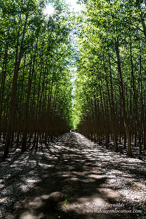 Tree Farm