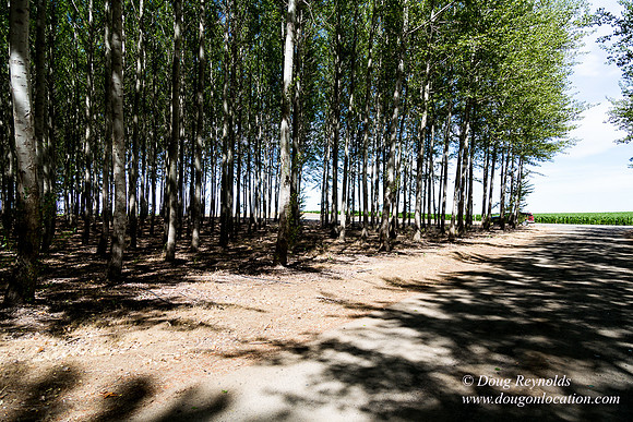 Tree Farm