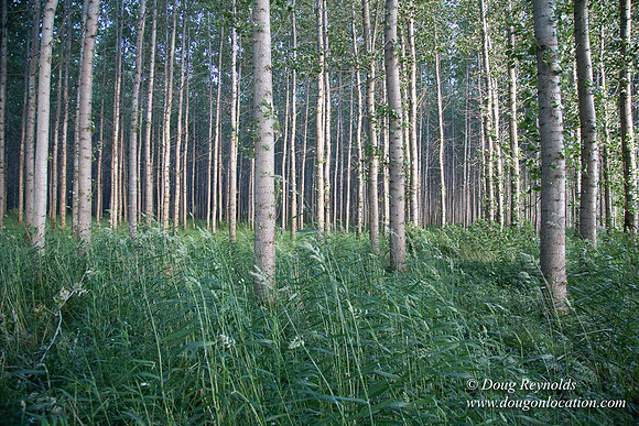LCG & GWG Tree Farm