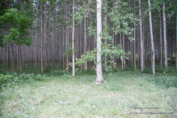 LCG & GWG Tree Farm