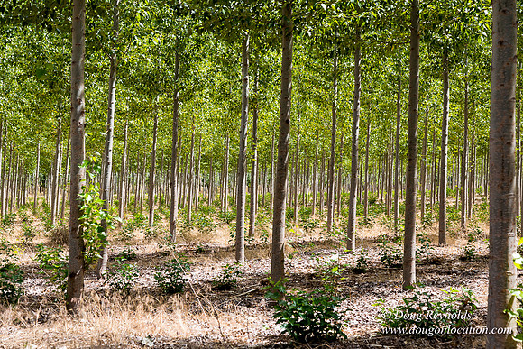 Tree Farm