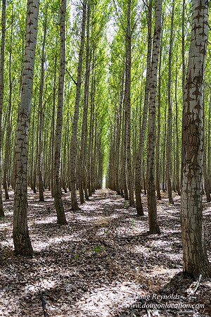 Tree Farm