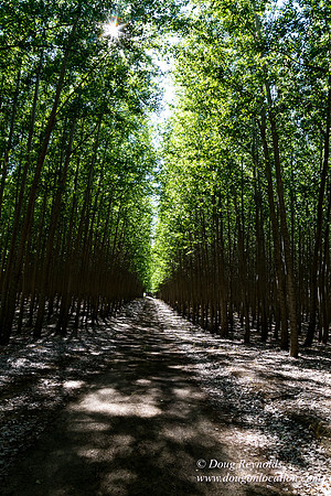 Tree Farm