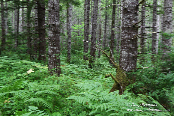 Tree & Forested locations