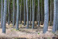 Trees Section 711 & 803