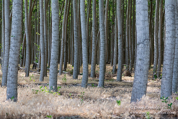Tree Farm