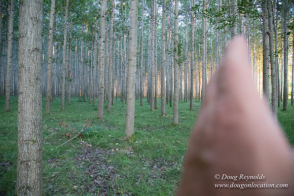 LCG & GWG Tree Farm