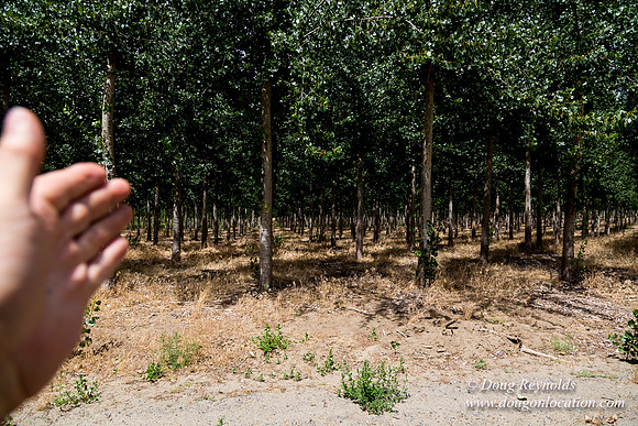 Tree Farm