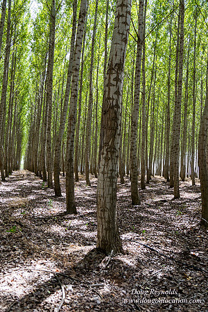 Tree Farm