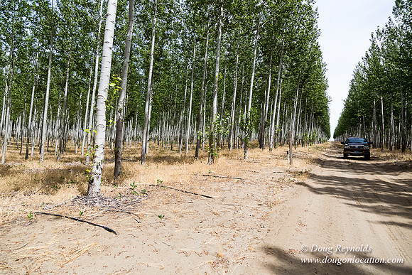 Tree Farm